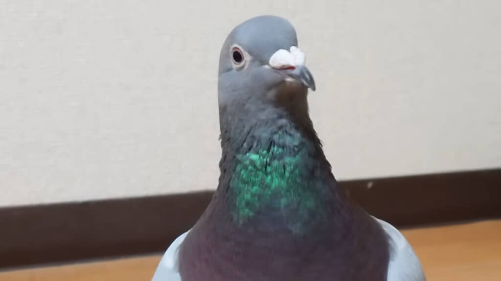 ラッパくん「誰かと一緒にいたい気分だな～」