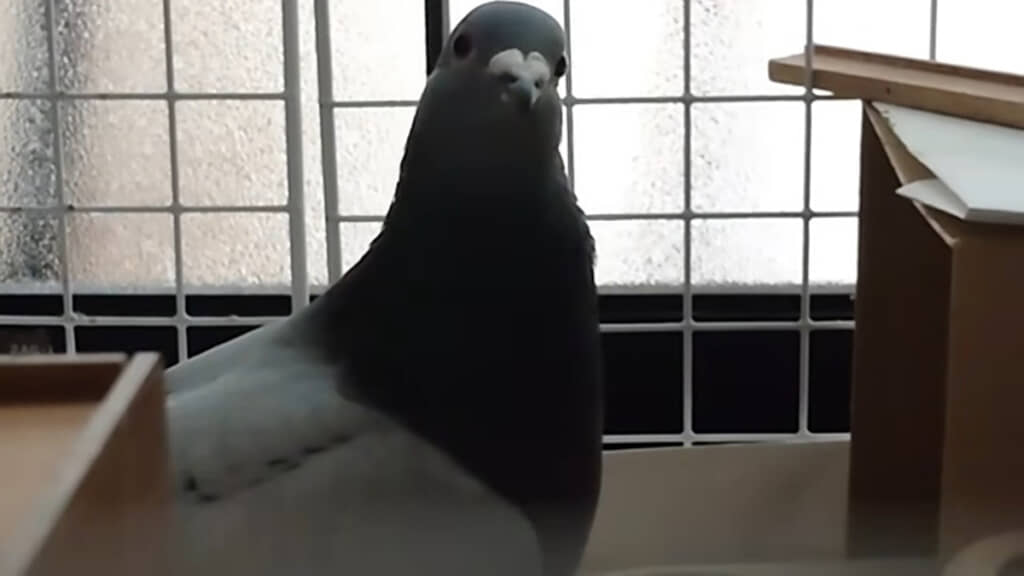 ようやくご帰宅