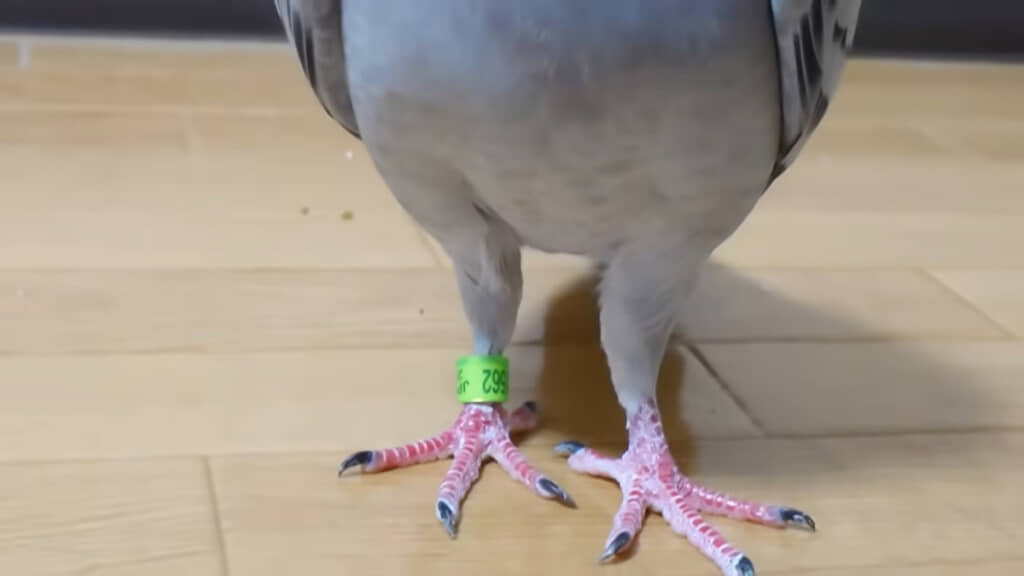 ハトの後ろ足を見る機会はなかなか貴重！