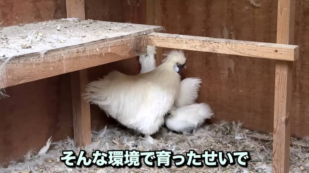 捨てられた鶏小屋にいた瀕死のヒナを保護
