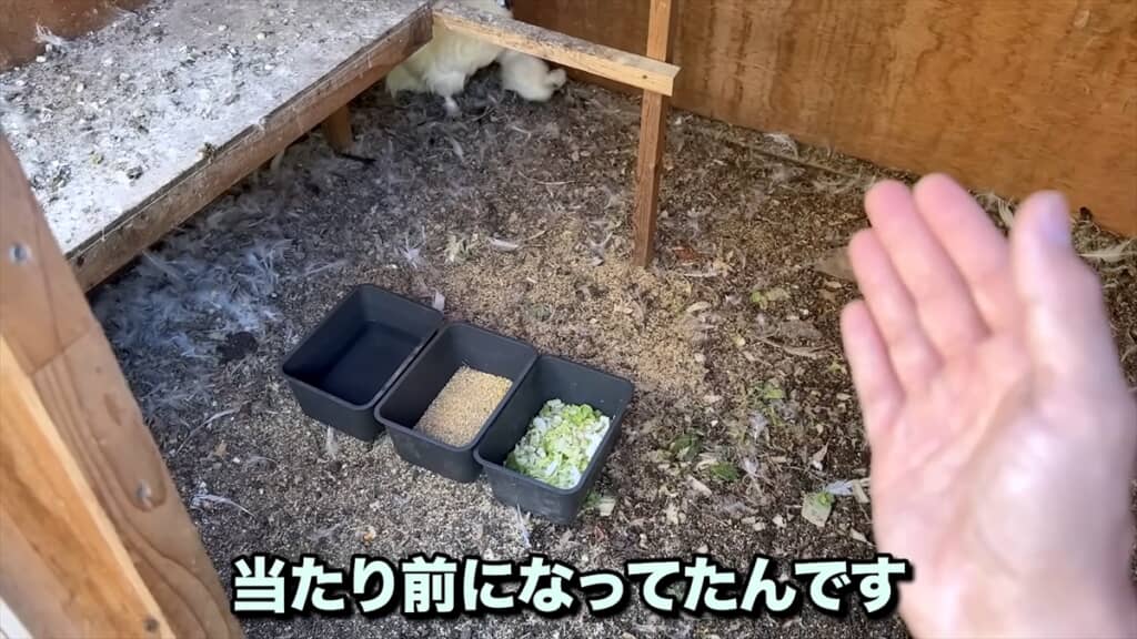 捨てられた鶏小屋にいた瀕死のヒナを保護