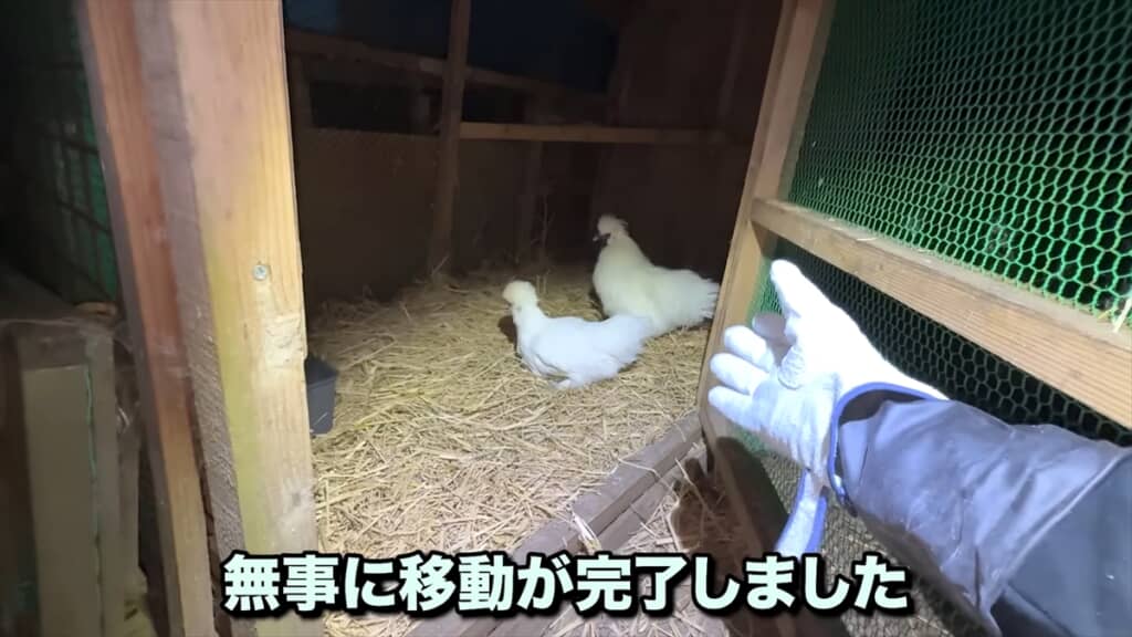 捨てられた鶏小屋にいた瀕死のヒナを保護