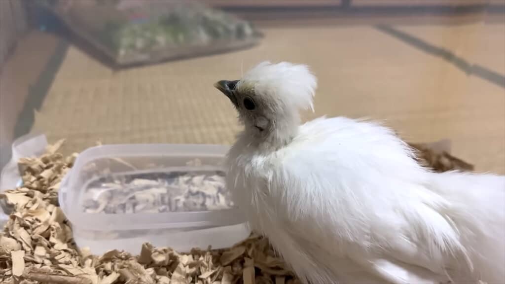 捨てられた鶏小屋にいた瀕死のヒナを保護