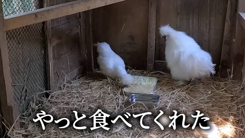 捨てられた鶏小屋にいた瀕死のヒナを保護