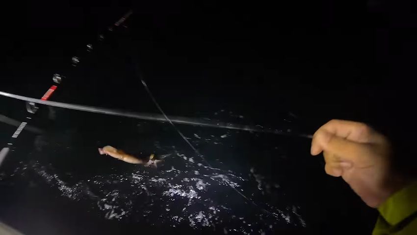 深海魚のバラムツを釣るためスルメイカを海へ投下