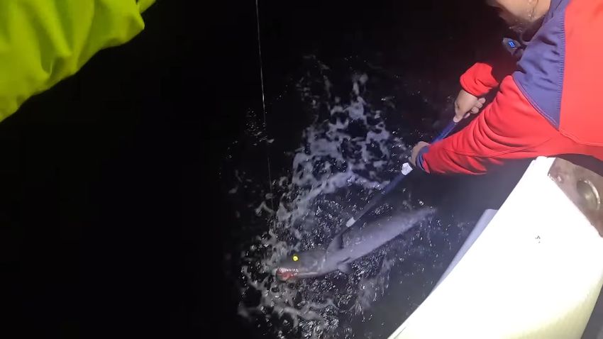 海面で身をよじるバラムツ