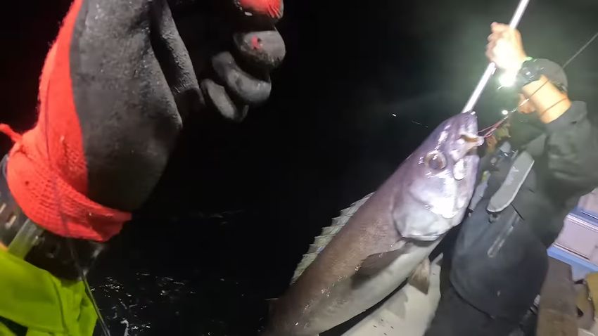 投稿者が釣り上げた2匹目のバラムツ