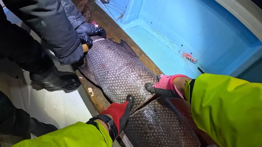 友人が釣り上げたバラムツを解体する様子