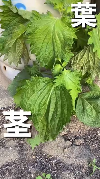 葉や茎が元気に