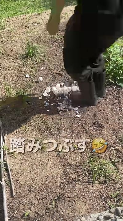 土の上で踏みつぶすだけでもOK