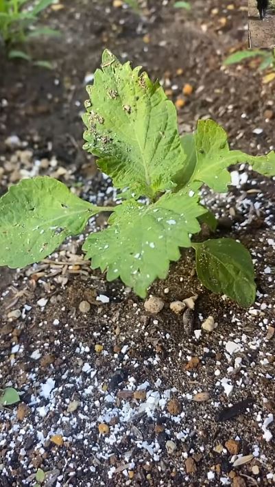 ネキリムシやナメクジがこなくなる