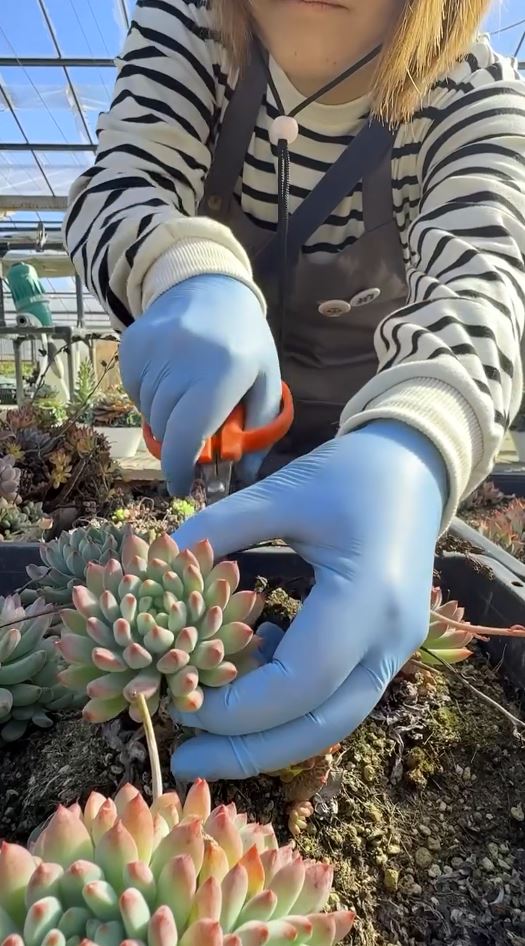 エケベリアをカット