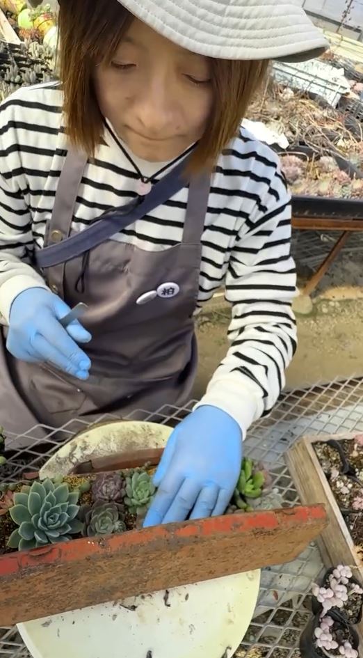 寄せ植えていく