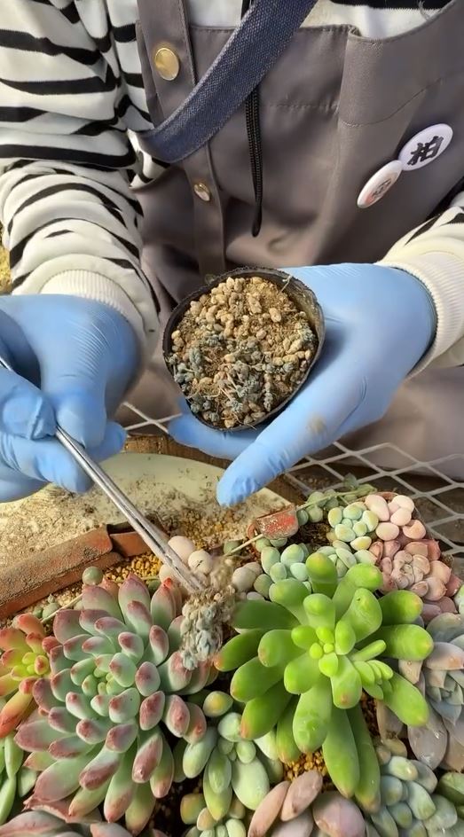 ピンセットを使って丁寧に