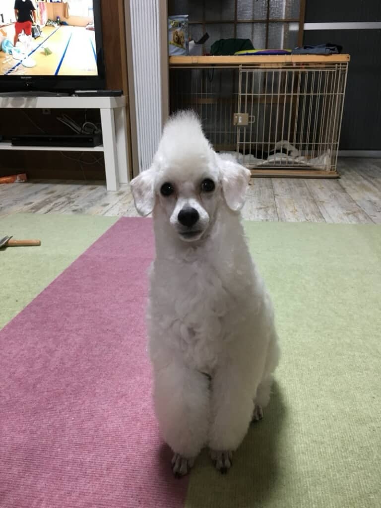 頭が尖ってる！