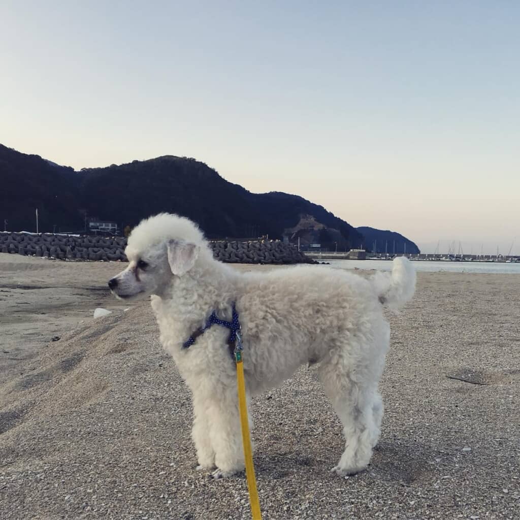 横から見るとこういう感じなんですね