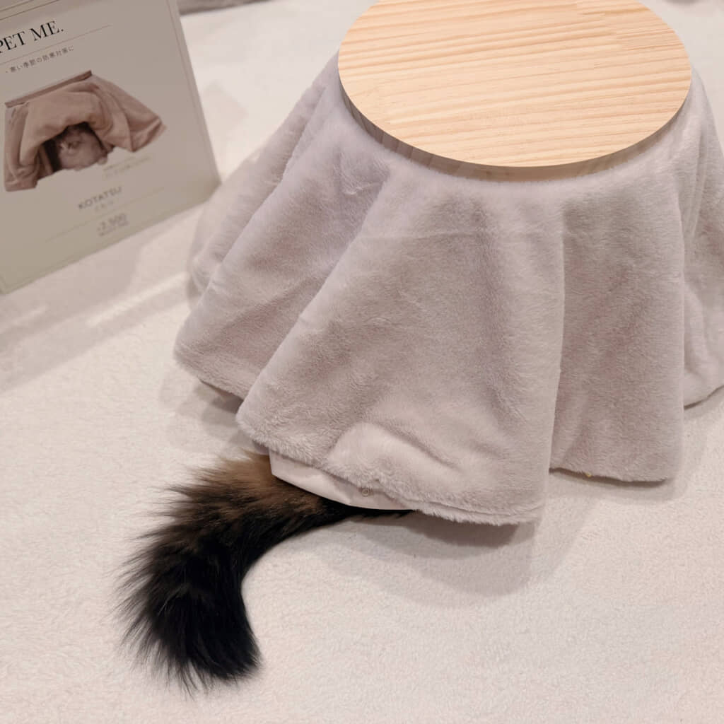 こたつに吸い込まれたアーサーくん（画像提供：マンチカンのアーサー／@MunchKINGArthurさん）