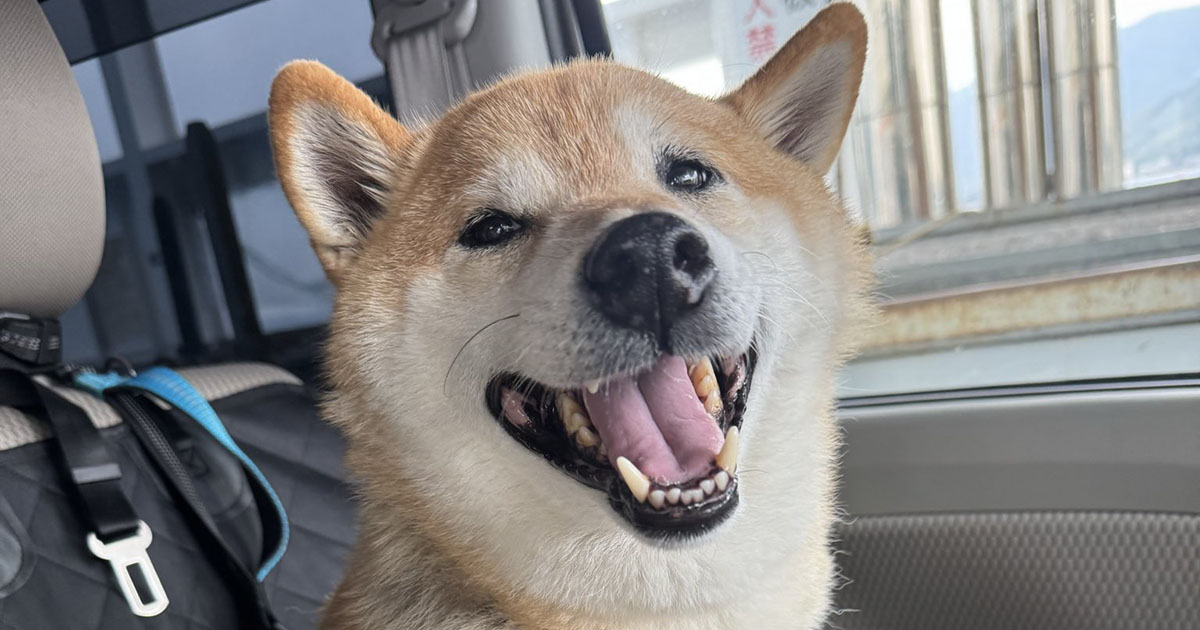 ドライブと思い“満面の笑顔”だった柴犬→病院帰りの表情が「人間みたいだね笑」「目は口ほどに物を言う」と224万表示（1/3） | 犬 ねとらぼ