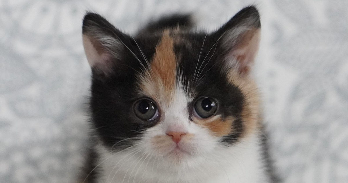 “まん丸おめめ”の子猫がスクスク育って4年後……「何があったw」　まさかの姿に「貫禄つきすぎだろ」「別猫になってる」（1/3） | 猫 ねとらぼ