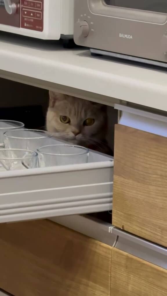 猫ちゃんがいました