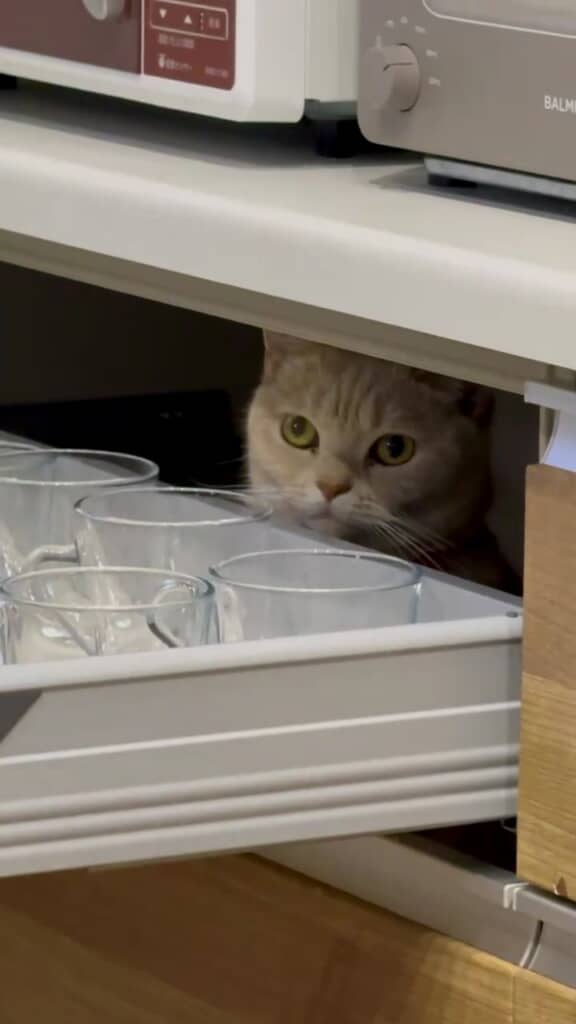 ずっと出てこないそうです