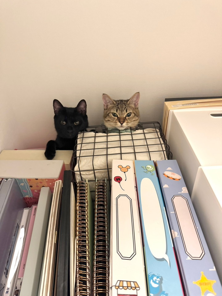 押入れもキャットタワーに
