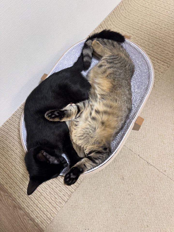 頭がかくれんぼしてると焦ります