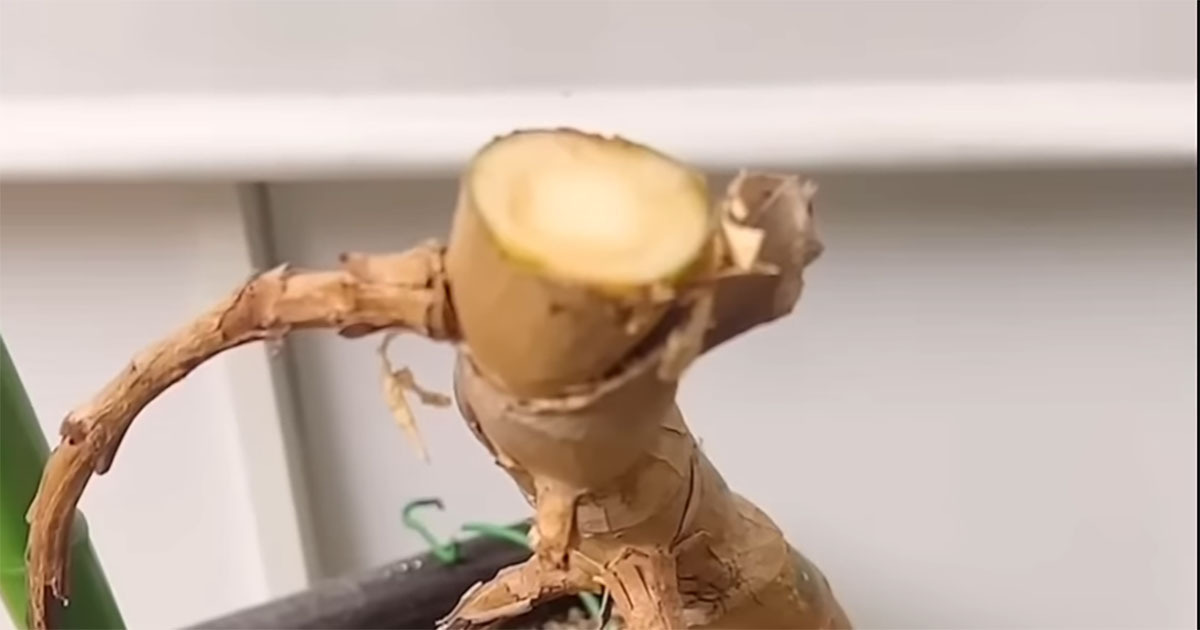 身長以上に伸びすぎたモンステラ→バッサリ切って11カ月後……　信じられない姿に「あんなにモリモリになるなんて」（1/3） | ライフスタイル ねとらぼ