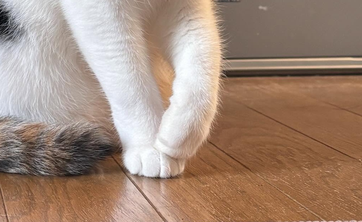 お客によく「こんな綺麗な三毛猫見たことない！」と言われる愛猫を見ると……　「橋本環奈にしか見えません」「北川景子だと思います」（1/3） | 猫 ねとらぼ