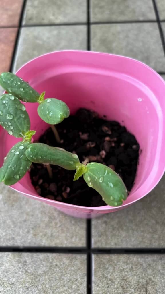 小さな芽が出て