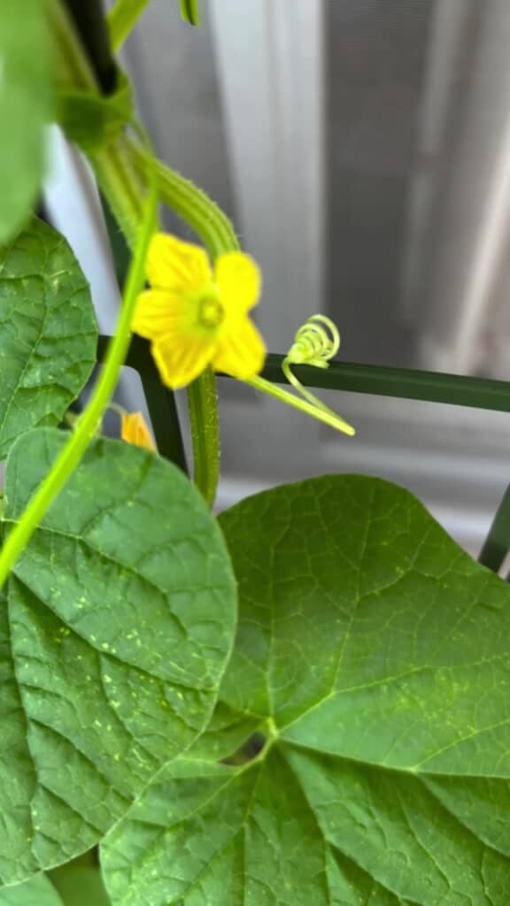 黄色の花が咲き