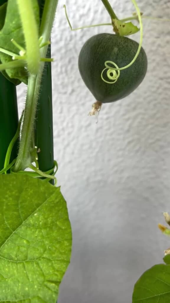 実がなりました