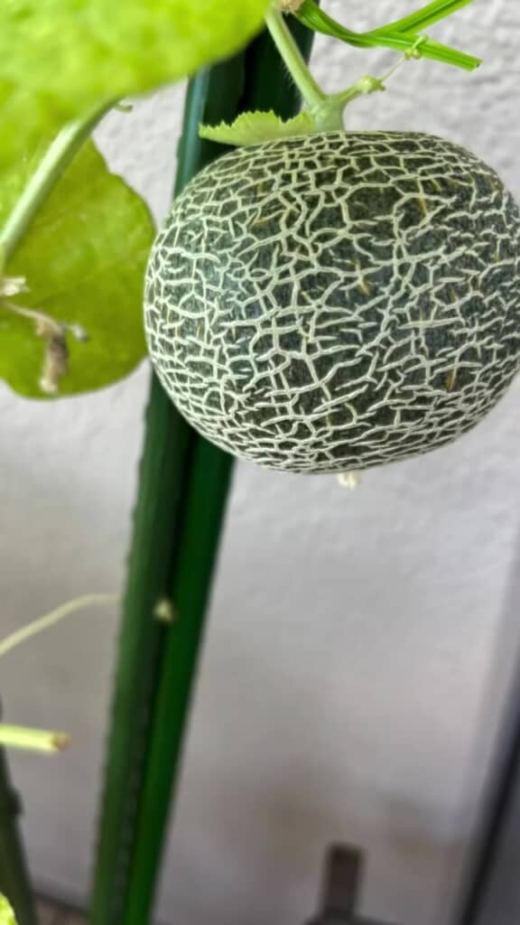 メ、メロンだ！