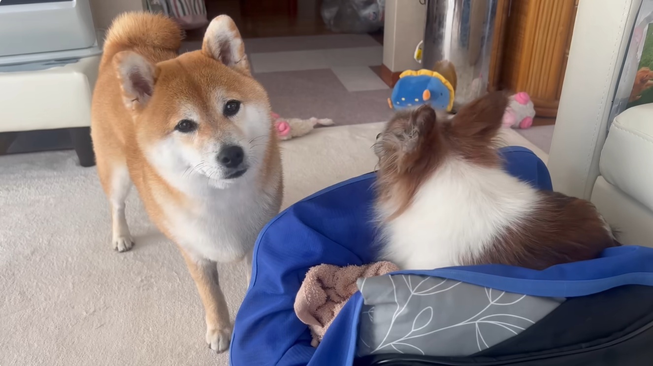 柴犬に18歳シニア犬との留守番を頼んだら……　ペットカメラがとらえた光景に「泣ける」「優しいねぇ」と大反響　投稿者に話を聞いた（1/3） | 犬 ねとらぼ