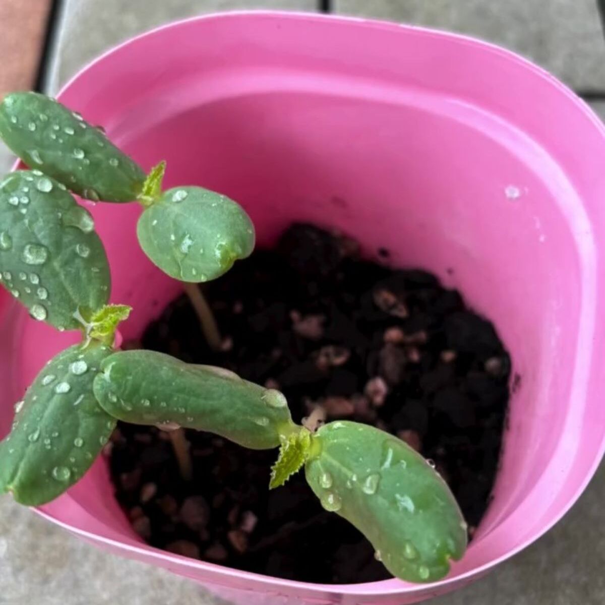 食べ終わった“高級メロン”の種→ベランダで5カ月育てたら……　夢のような光景に「嘘みたい」「私もやってみよう」 | ライフスタイル ねとらぼ