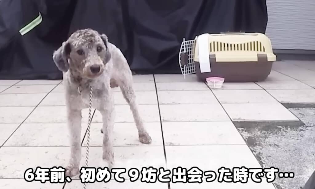 元捨て犬だったきゅうちゃん