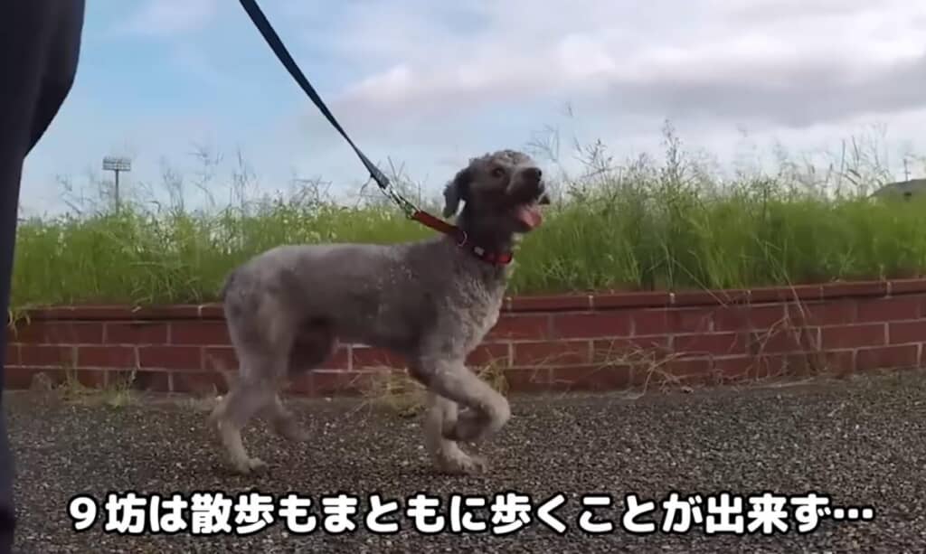 お散歩でまともに歩くことができませんでした