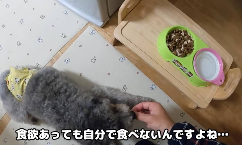 ごはんも手からしか食べませんでした