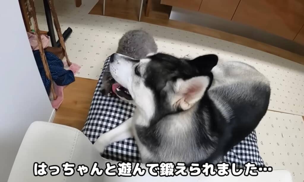 はっちゃんとのトレーニング