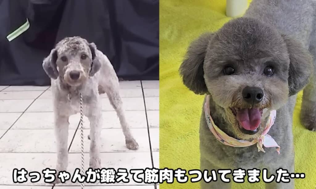 わいらしいトイプードルに大成長！