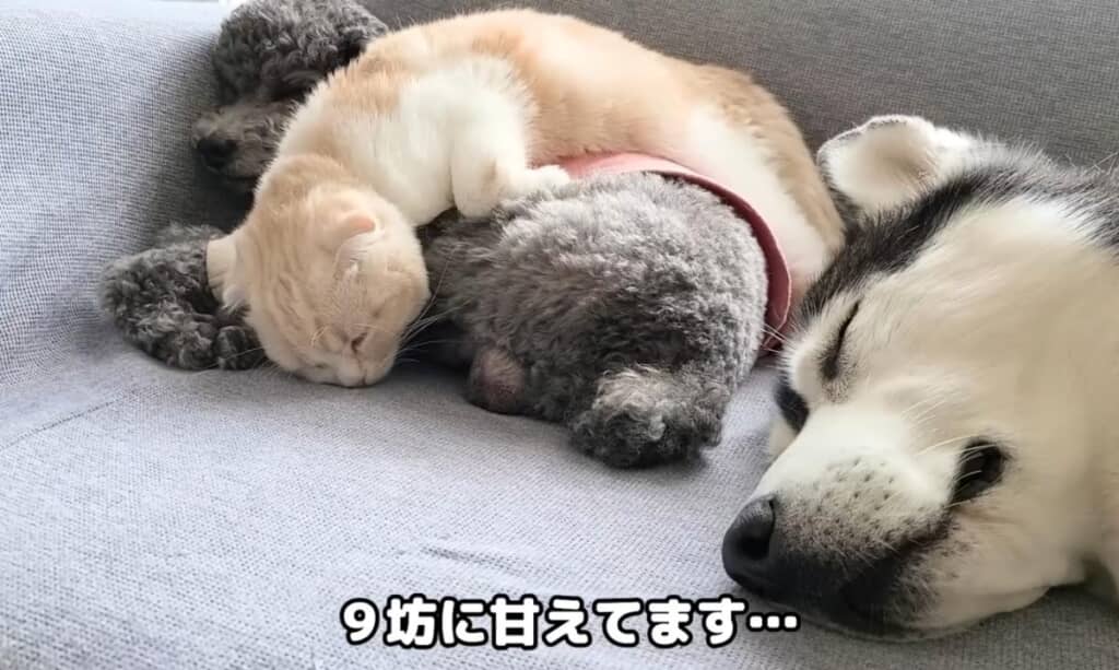 きゅうちゃんに甘えるじゅんちゃん