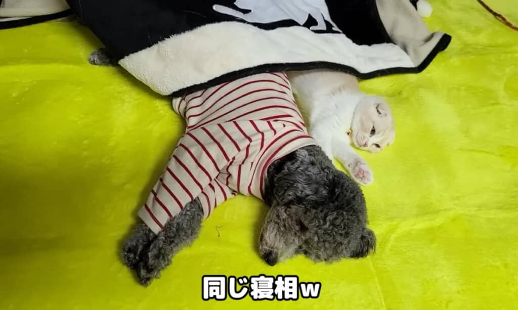 仲良しの2匹は寝相も一緒です