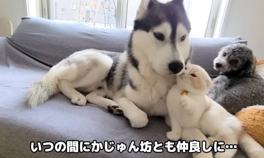 いつの間にかきゅうちゃんははっちゃんとも仲良しに