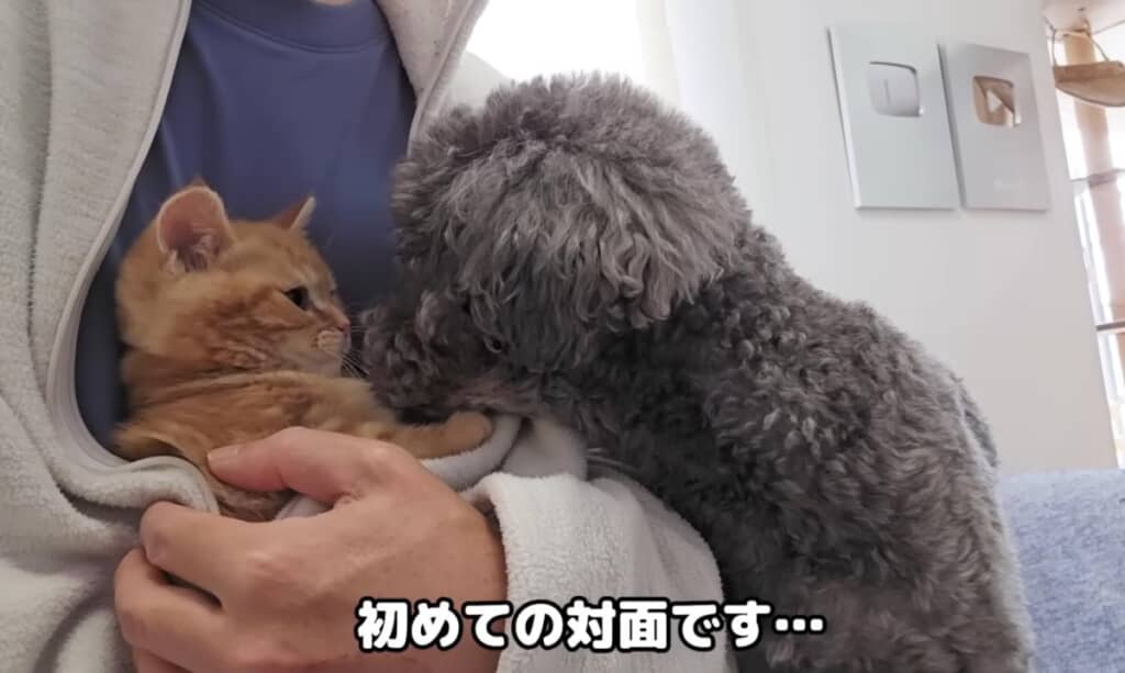 茶太郎くんに積極的なきゅうちゃん