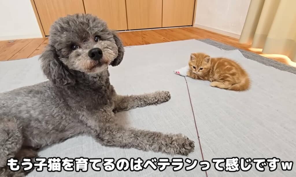 子猫の子育てはベテラン