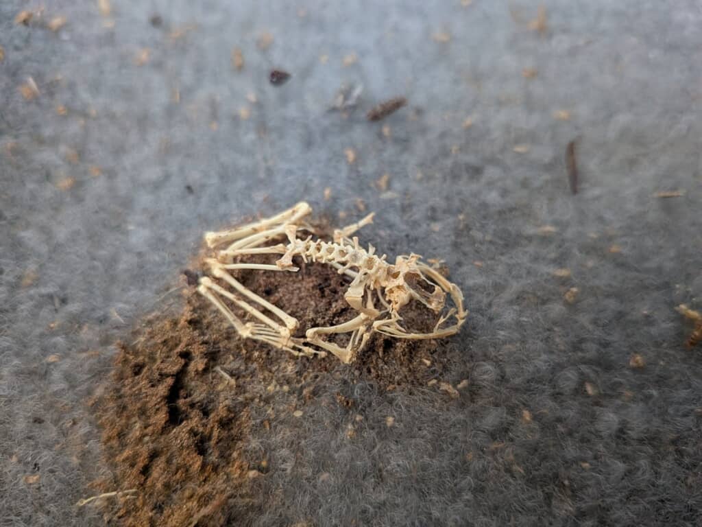 キレイに骨だけが残ったカエル