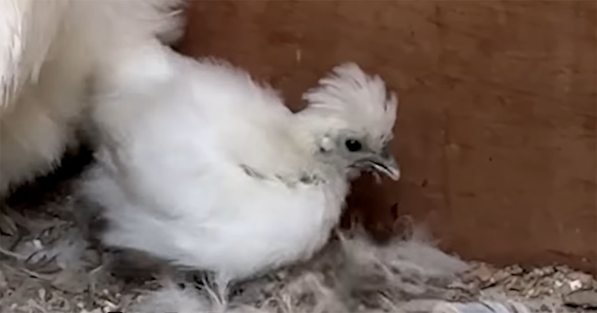 捨てられた鶏小屋にいた“生き地獄のヒナ”→おうちに迎えたら……　目にした光景に「感動で涙が」「大事にしてあげて」　（1/3） | その他生き物 ねとらぼ