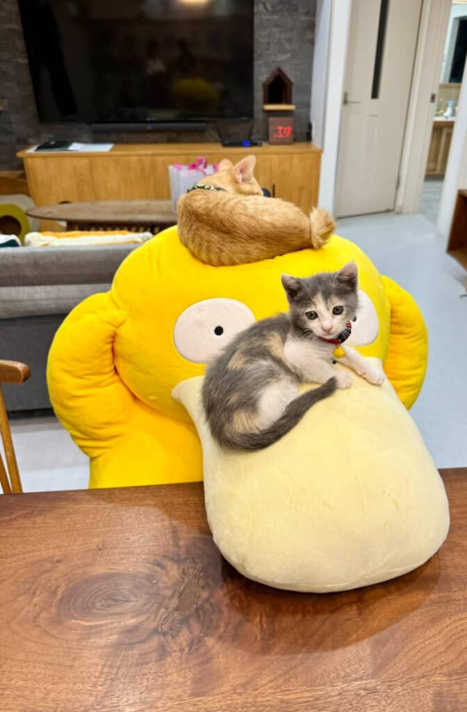 子猫ちゃんたちがのっても余裕なコダック