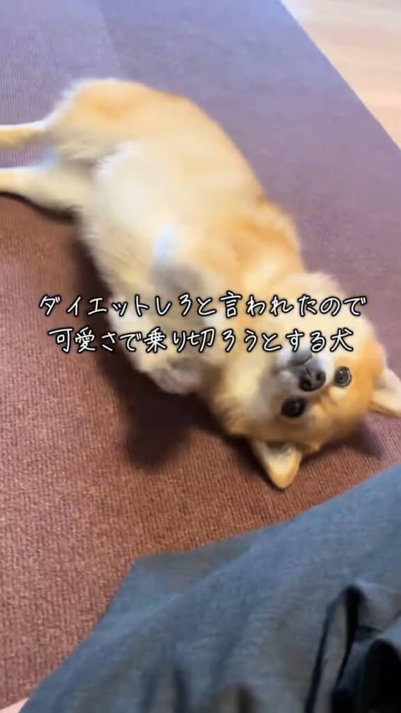 さらに前足フリフリ！