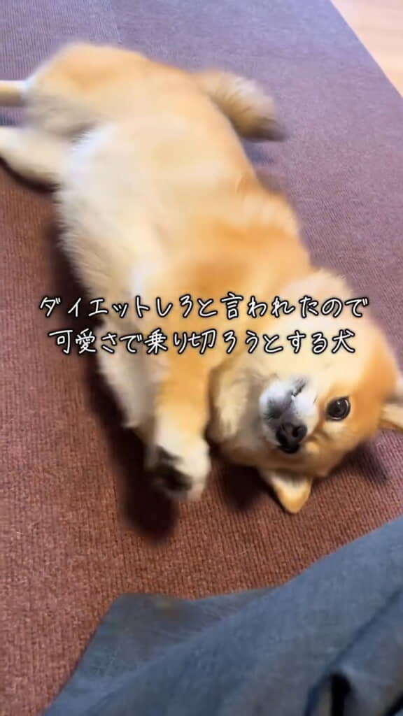 かわいさで乗り切ろうとしている……